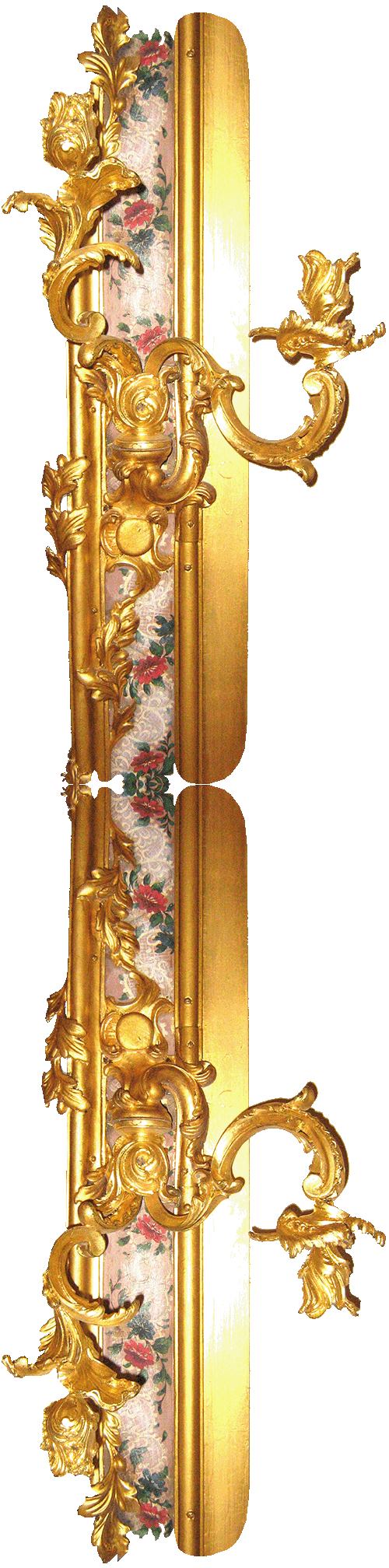parabacca1